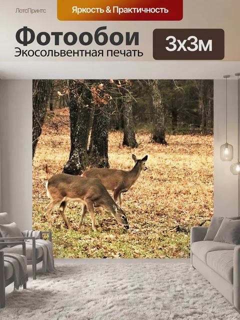 Фотообои Два белохвостых лань в лесу