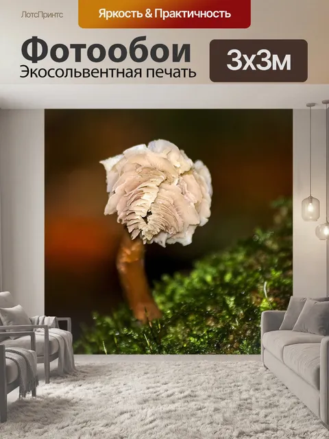 Фотообои Гриб