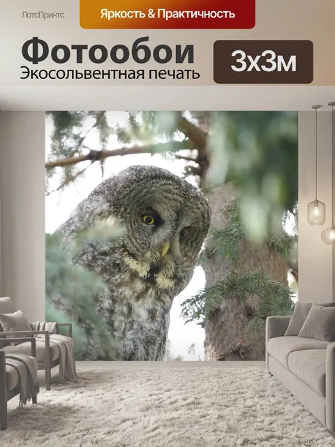 Фотообои Сова