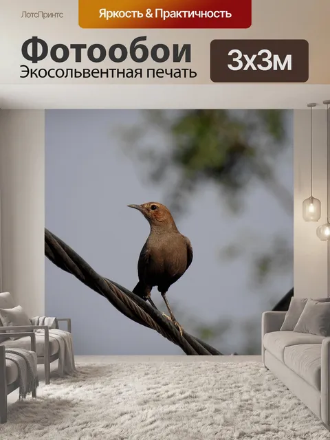 Фотообои Птица