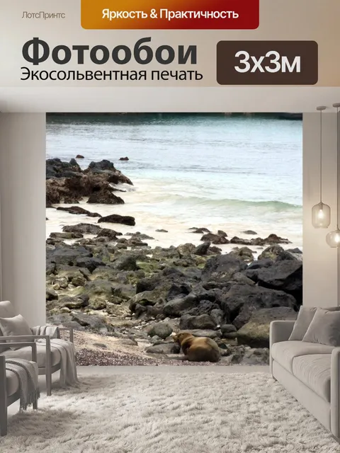 Фотообои Галапагосские острова Морской лев пляже