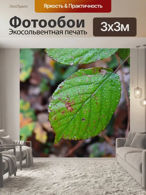 Фотообои Лист