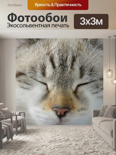 Фотообои Кошка