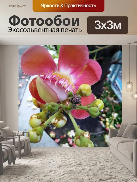 Фотообои Цветок пушечного ядра