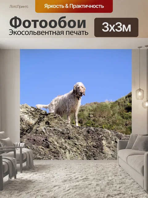 Фотообои Собака