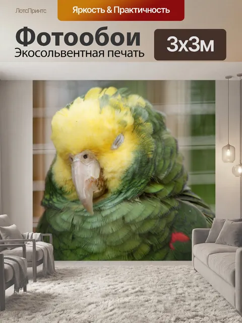 Фотообои Спящий попугай