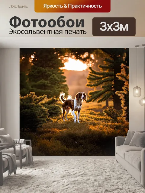 Фотообои на закате, в тёплом свете, сеттер осторожно пробирается через кусты, его длинные уши трепещут на ветру