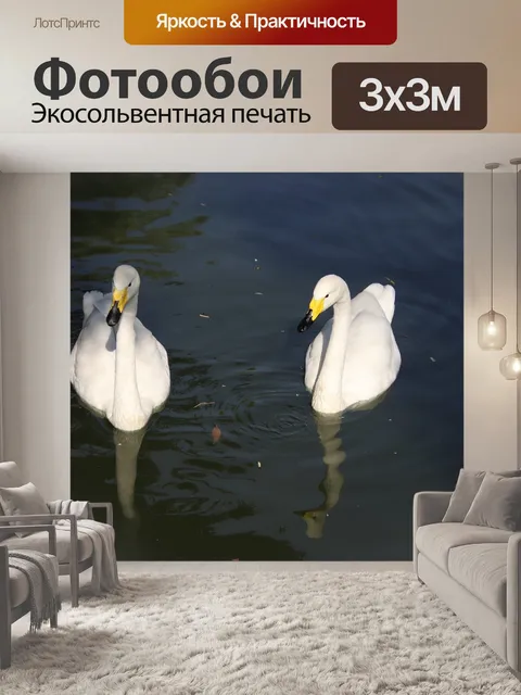 Фотообои Лебедь