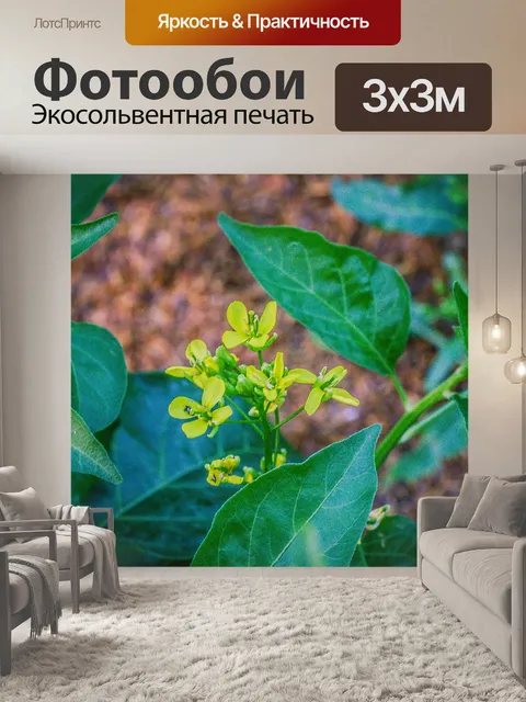 Фотообои Овощ