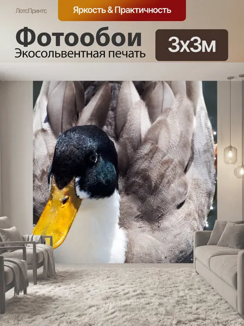 Фотообои Утка