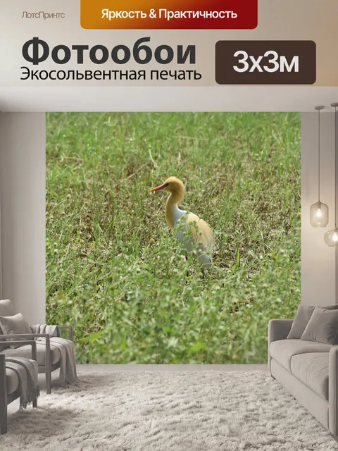 Фотообои Птицы