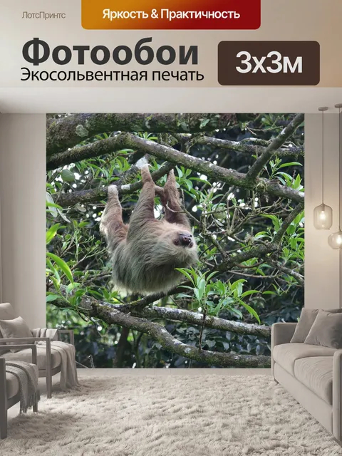 Фотообои Лень