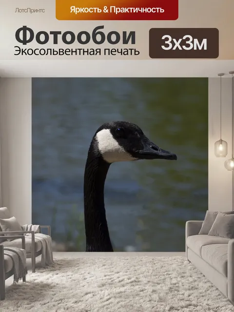 Фотообои Канадский гусь