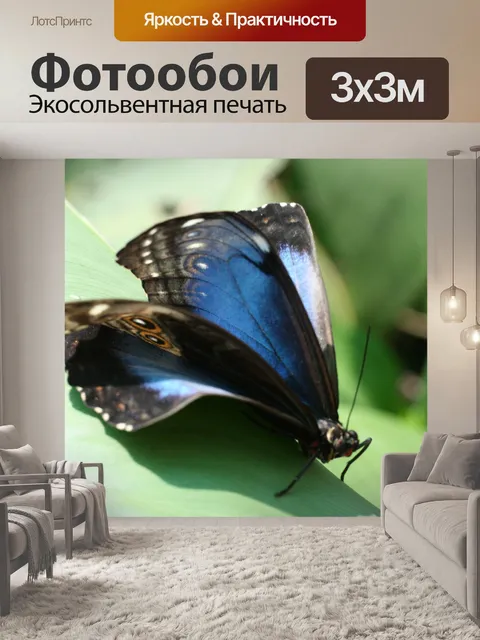 Фотообои Коста-Рика Бабочка