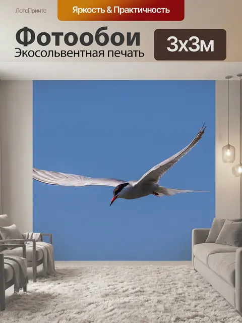 Фотообои Полярная крачка