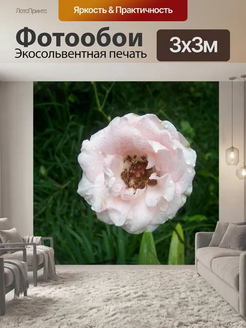 Фотообои Розовая роза