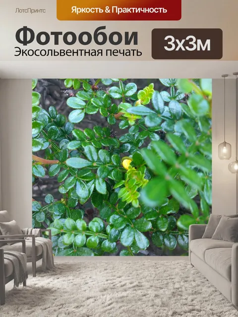 Фотообои Трава