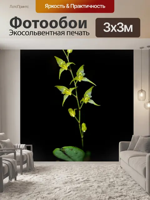 Фотообои Цветы