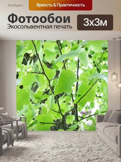 Фотообои Тюльпанное дерево