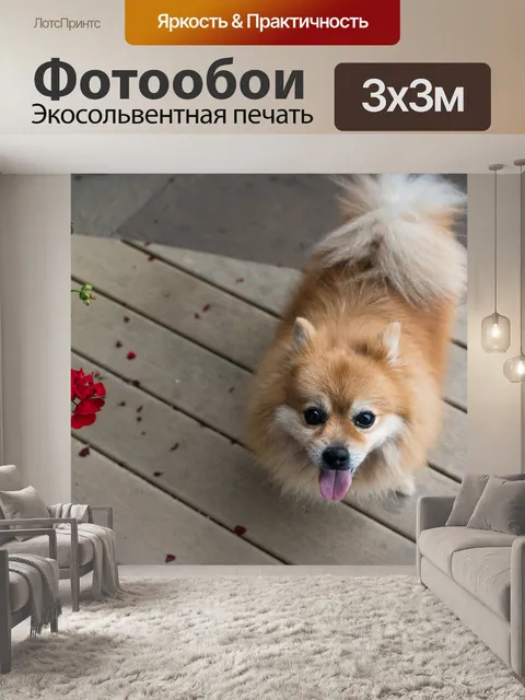 Фотообои Померанский шпиц