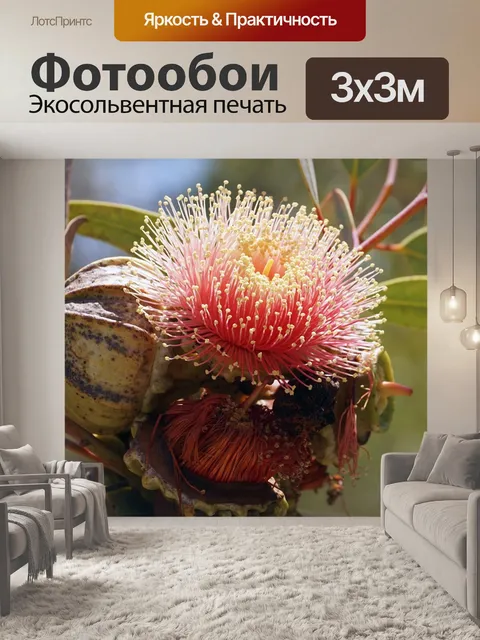 Фотообои Цветок эвкалипта