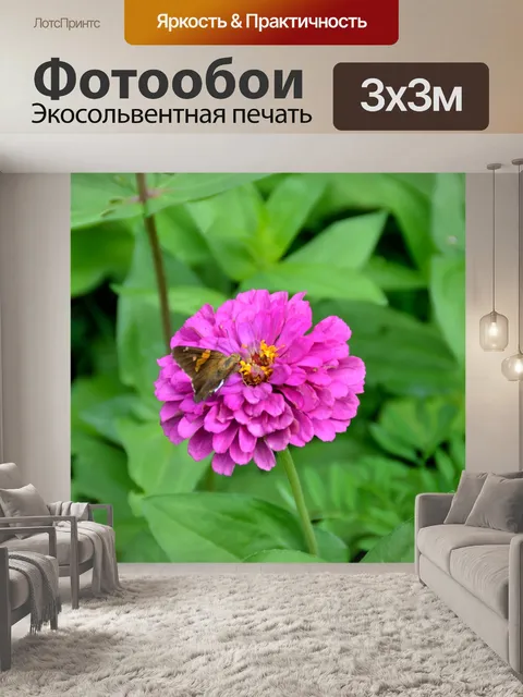 Фотообои Моль Бабочка