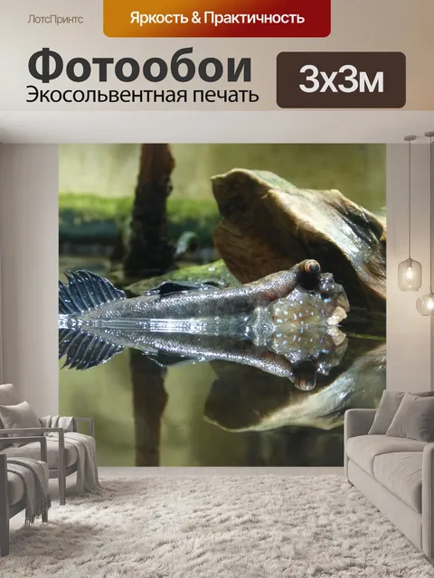 Фотообои Илистые прыгуны