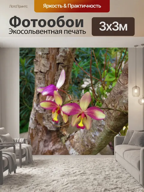 Фотообои Орхидеи