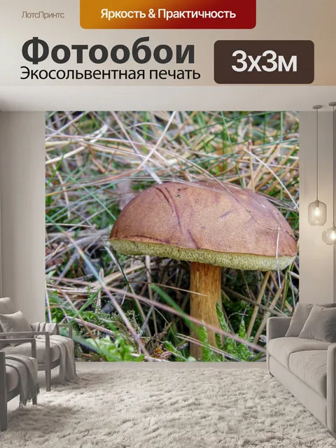 Фотообои Гриб в лесу