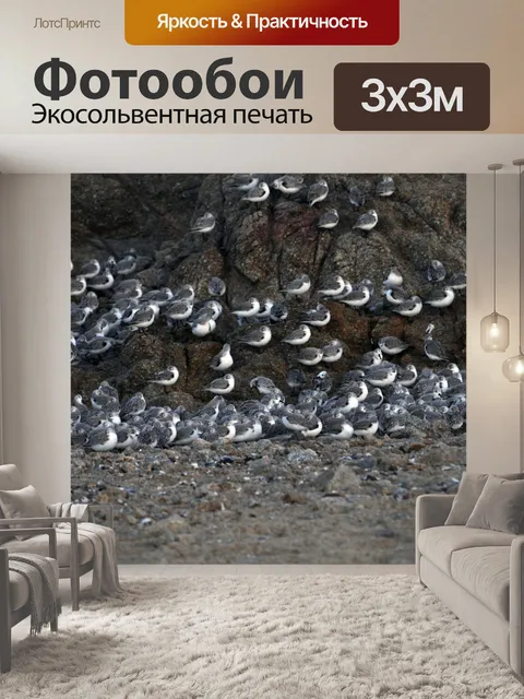 Фотообои Серые куликов Птицы Фон