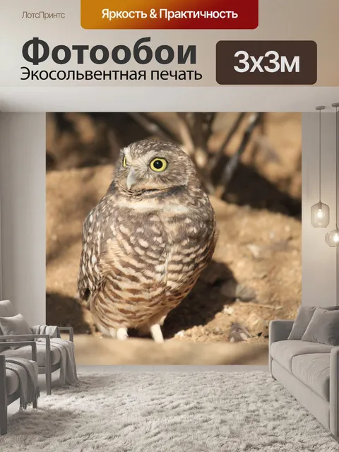 Фотообои Burrowing Owl
