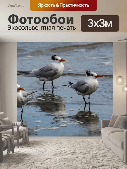 Фотообои Крачки Береговые Птицы