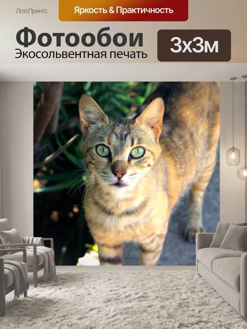 Фотообои Голодный улица кошка