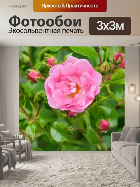 Фотообои Цветущая роза
