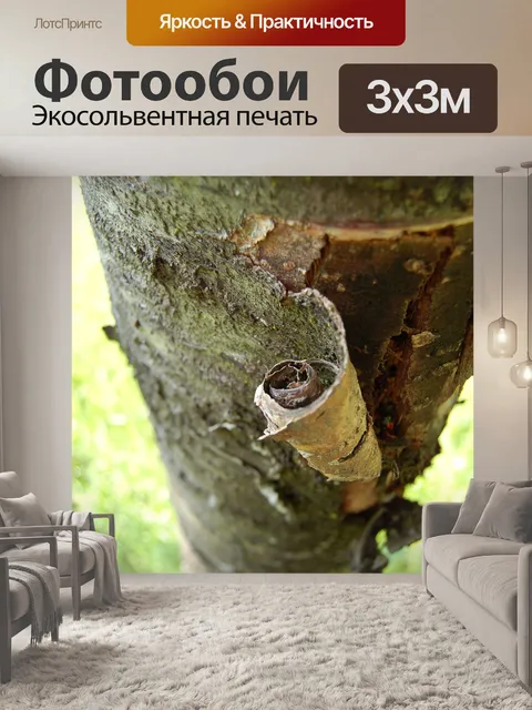 Фотообои Природа