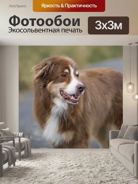 Фотообои Собака