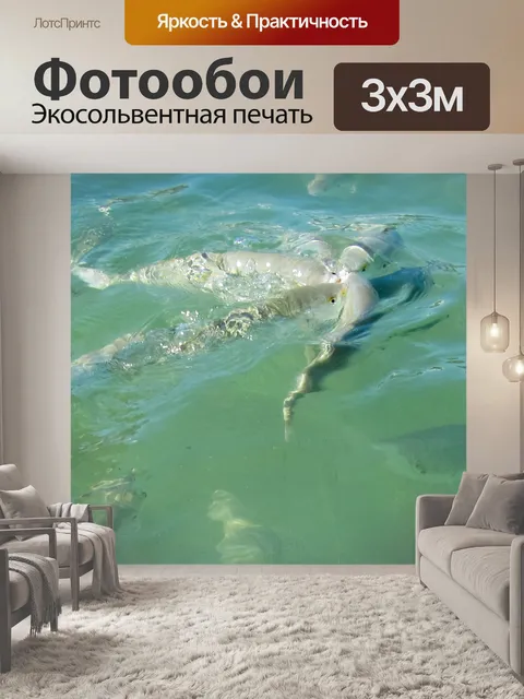 Фотообои Кормление рыб