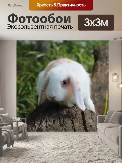Фотообои Кролик
