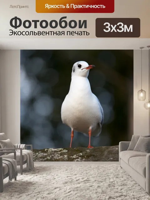 Фотообои Seagulls