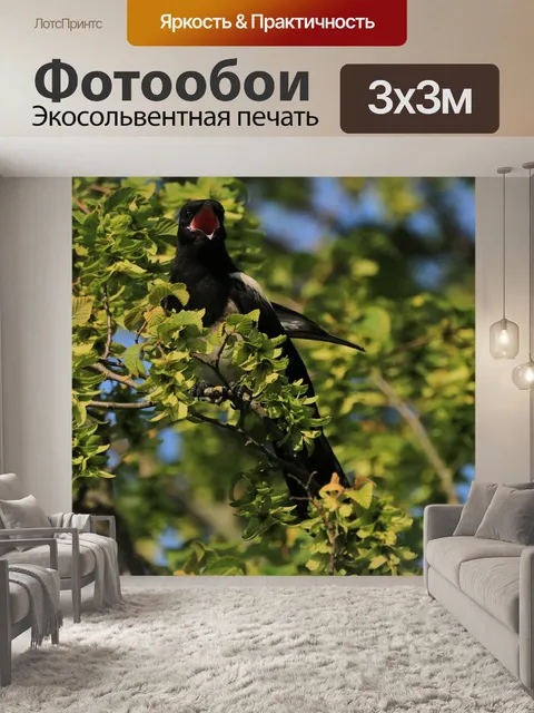 Фотообои Сорока