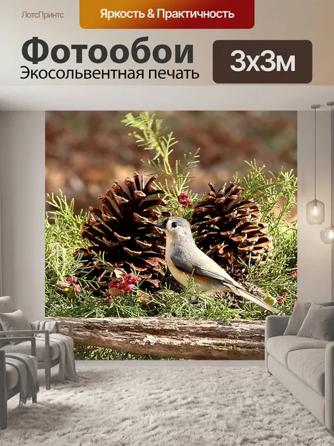 Фотообои Туфтовая синица и сосновые шишки