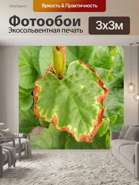 Фотообои Листья ревеня 3