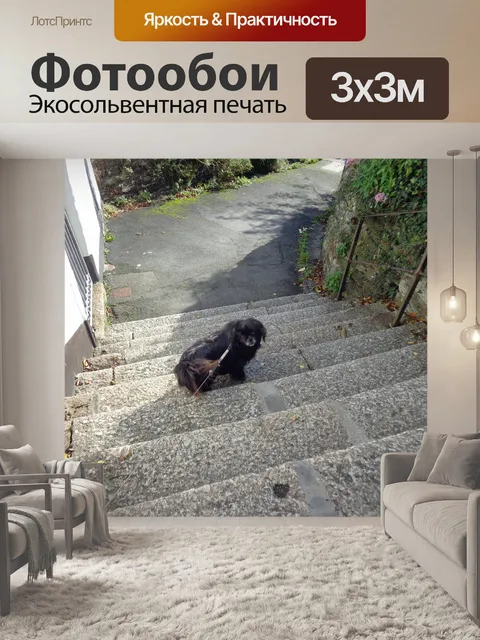 Фотообои Собака на ступеньках
