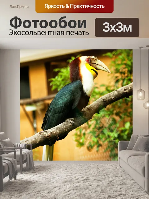Фотообои Тукан