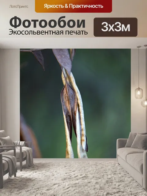 Фотообои Семя