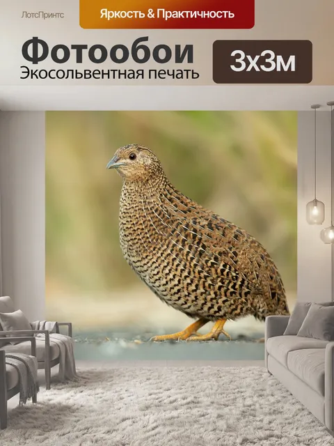Фотообои Птица