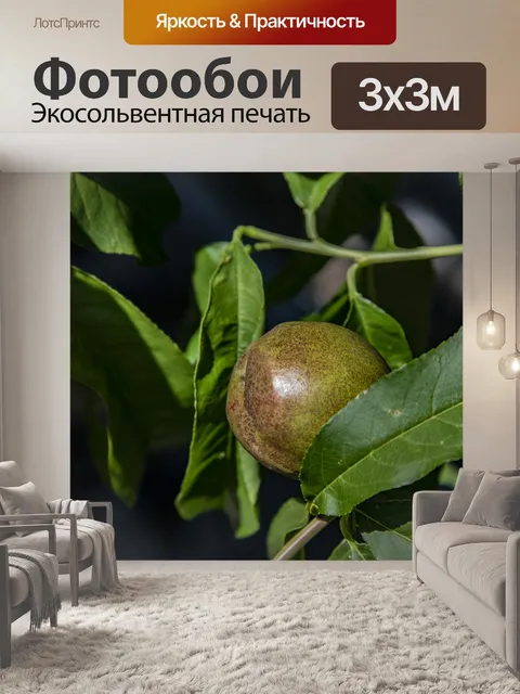 Фотообои Фруктовые деревья