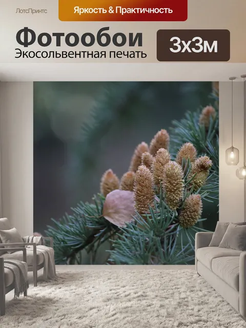 Фотообои Шишки