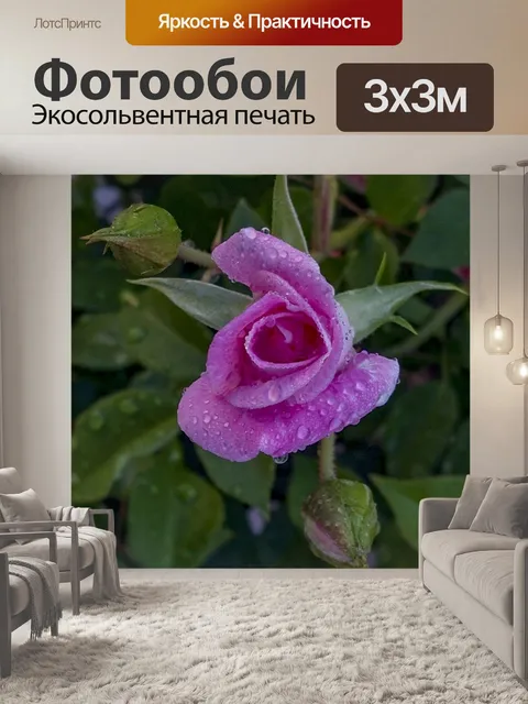 Фотообои Розовая роза, мокрая от дождя