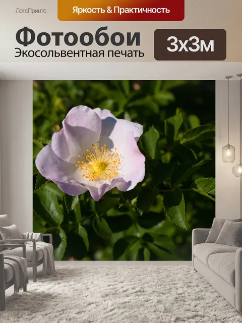 Фотообои Розы